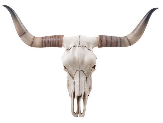 Longhornschädel