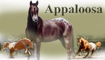 Tasse Appaloosa